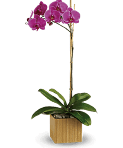Vivid phalaenopsis plants are a sure sign of happiness! Hand-delivered in a clear glass cube vase with river rock and moss, these beautiful twin orchids are a long-lasting symbol of beauty and purity. Approx. 5” W x 20” H.