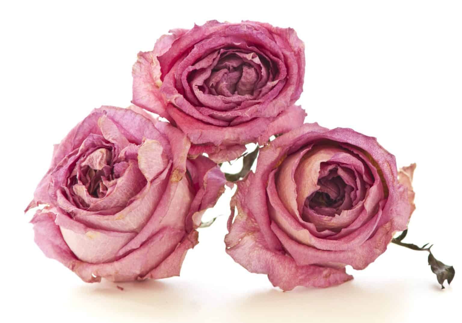 How to Dry Flowers Fast Adrian Durban Florist