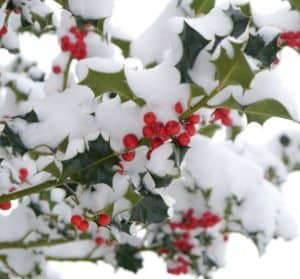 Holly Berries on Snowy Branch