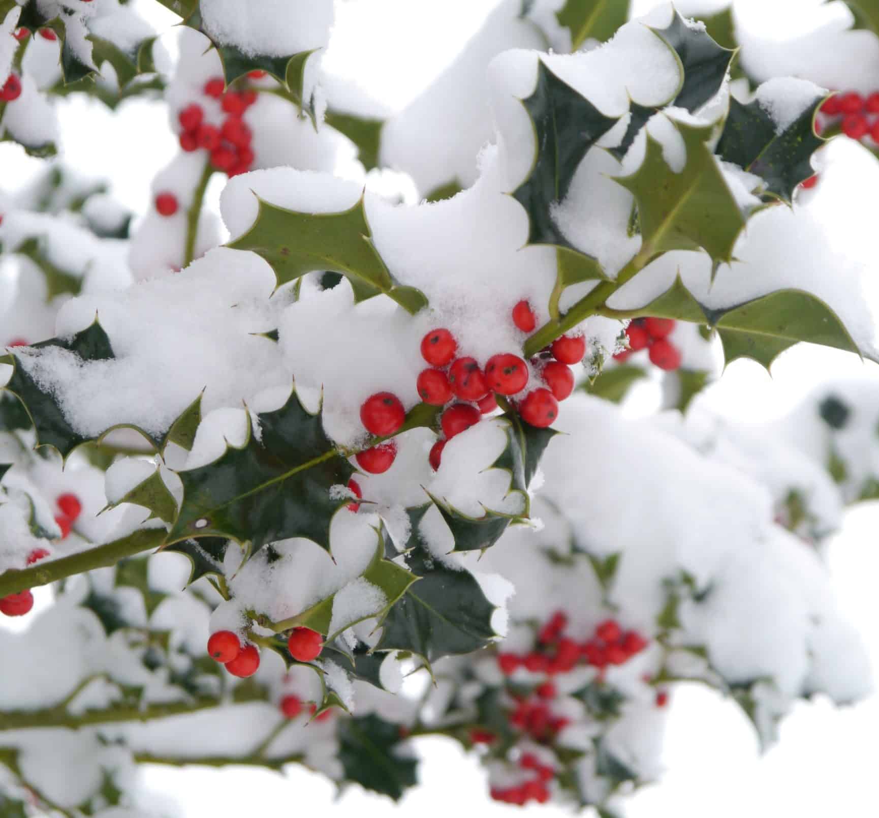 Celebrate the Holidays with Holly, December’s Birth “Flower” - Adrian ...