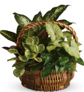All kinds of gorgeous greens fill this basket that makes a perfect gift for men or women