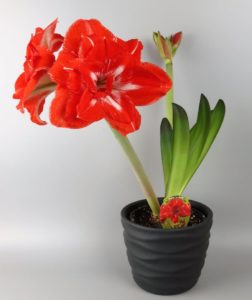 Amaryllis Plant with Red Bloom