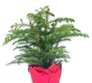 Small Norfolk Pine in Pot