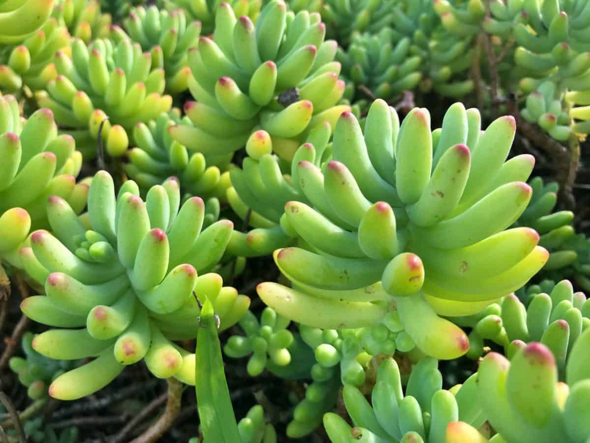 Your Complete Guide to Growing Succulents Adrian Durban Florist