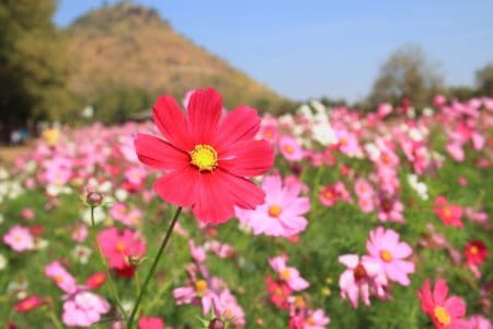 Beautiful Flowers in a Field