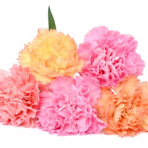 pink yellow and peach carnations