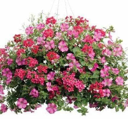 Bright Blooming Basket