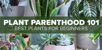 FM4-Bold-Plant-Parenthood-Blog-1050×0-c-default