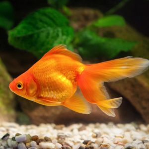 Single gold fish swimming in bowl