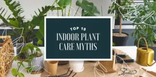 Elegant-IndoorPlantCareMyths-blog